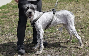 Taavis Abenteuer beginnt: Wuschelhund sucht sein Happy End Bild 4