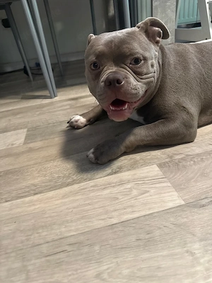 8 monate alte americanbully hündin Bild 4