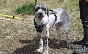 Taavis Abenteuer beginnt: Wuschelhund sucht sein Happy End Bild 5