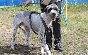 Taavis Abenteuer beginnt: Wuschelhund sucht sein Happy End Bild 8