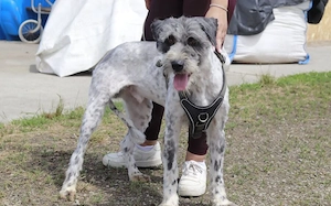 Taavis Abenteuer beginnt: Wuschelhund sucht sein Happy End Bild 6