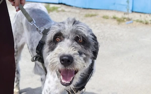Taavis Abenteuer beginnt: Wuschelhund sucht sein Happy End Bild 7