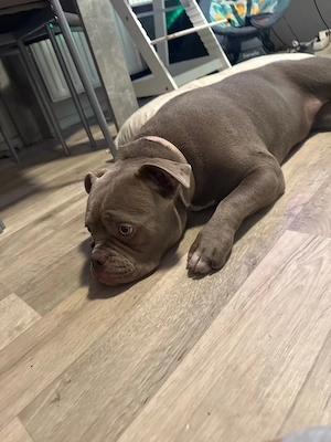 8 monate alte americanbully hündin Bild 3