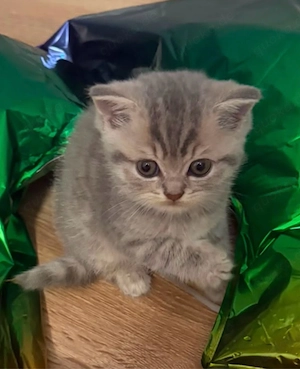 BKH Kitten Britisch Kurzhaar  