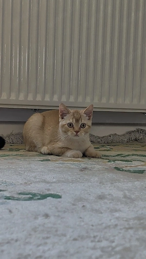 Britisch Kurzhaar Kater   wunderschöner roter Junge
