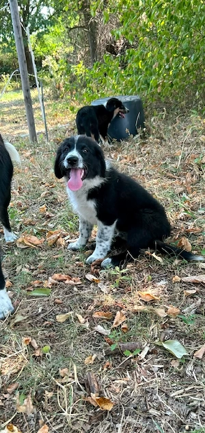 Border Collie mix welpen 