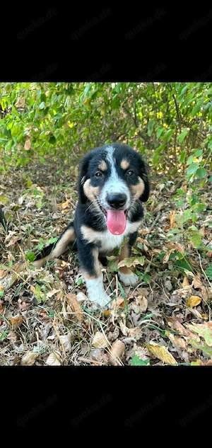 Border Collie mix welpen 
