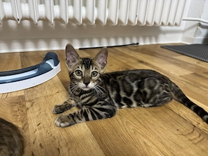 Bengalkatze Kitten Kater
