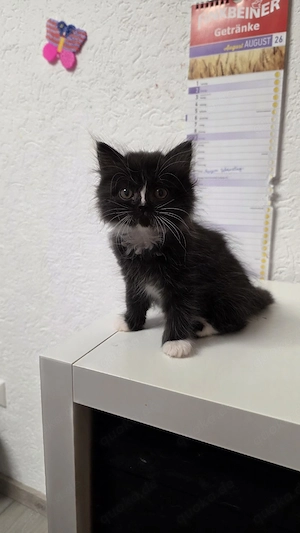 Sibirische Kitten Neva Masquerade  Bild 5