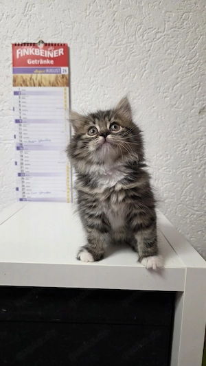 Sibirische Kitten Neva Masquerade  Bild 4