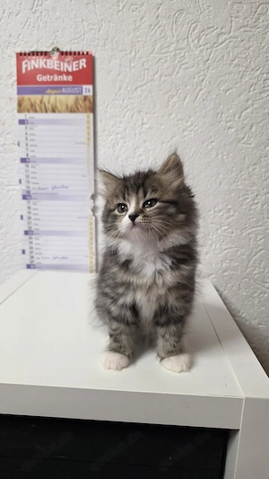 Sibirische Kitten Neva Masquerade  Bild 3