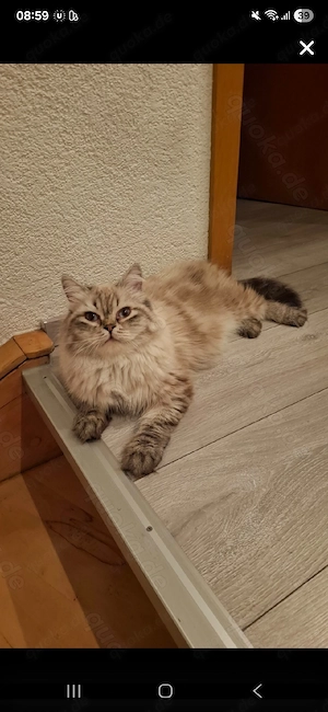Sibirische Kitten Neva Masquerade  Bild 7