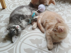 Super flauschige Maine Coon Mischlinge
