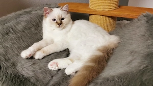 Reinrassige Heilige Birma Kitten