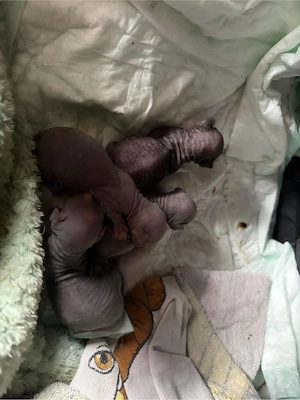 Sphynx kitten