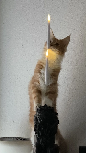 Zwei wunderschöne Maine Coons suchen ihr Traumzuhause auf Lebenszeit!    