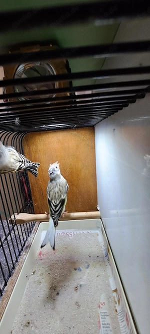 Mischlinge Stieglitz & Kanarienvögel  Bild 3