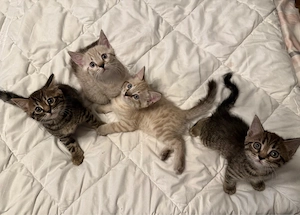 Bengal   BKH Kitten   3 Kater & 1 Katze 