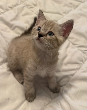 Bengal   BKH Kitten   3 Kater & 1 Katze  Bild 2