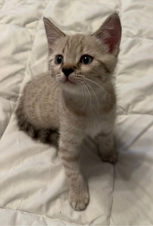 Bengal   BKH Kitten   3 Kater & 1 Katze  Bild 3