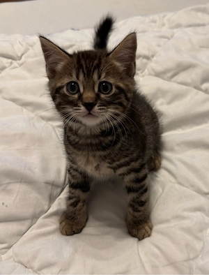 Bengal   BKH Kitten   3 Kater & 1 Katze  Bild 5