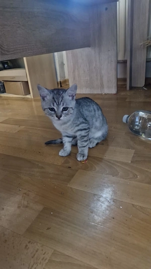 Alles Katerchen, sehr süß, alle abgabebereit Bild 4
