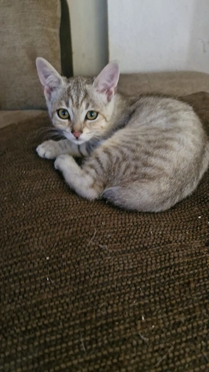Alles Katerchen, sehr süß, alle abgabebereit Bild 3