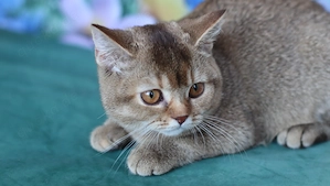 Britisch Kurzhaar Katze   außergewöhnliche Chocolate Ticked