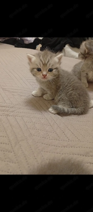 Wunderschöne BKH babys