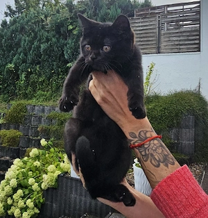 BKH reinrassige Kitten 