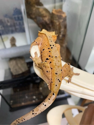 Kronengecko Dalmatian Männchen(1.0)