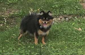 Pomeranian  Zwergspitz Hündin m.P.
