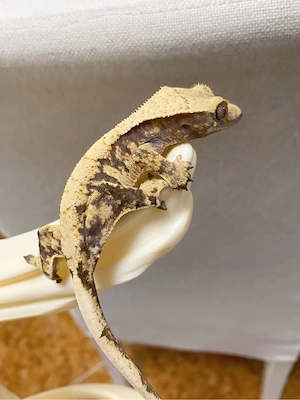 Kronengecko Harlequin(weibchen)