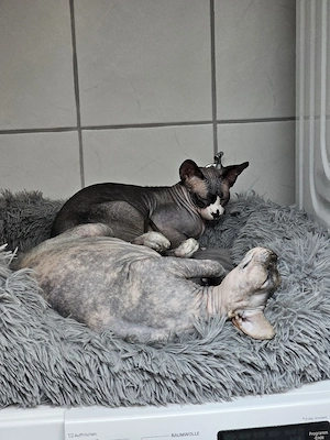 2xSphynx kastriert, gechipt, geimpft 