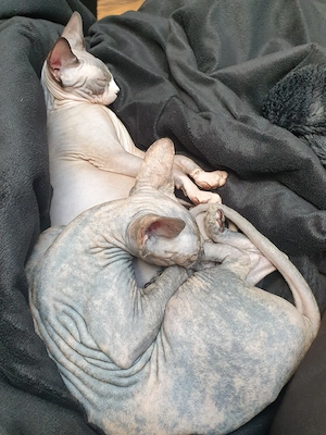 Liebevolles Sphynx Pärchen sucht Zuhause 