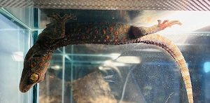 Gekko gecko abzugeben 0,2