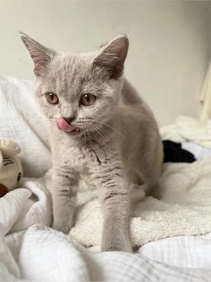BKH kitten 
