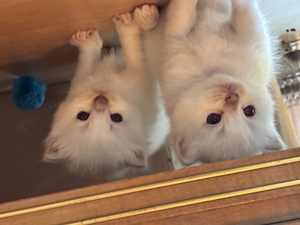 Ragdoll Kitten Lilac Bico lilac Point und Blue Point mitted 