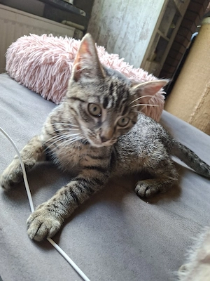 1 kleiner Kater sucht ein neues Zuhause 