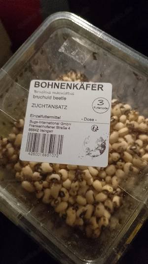 Bohnenkäfer Neu gekauft 
