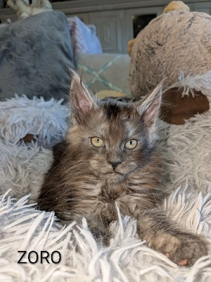 typvolle Maine Coon Kitten  