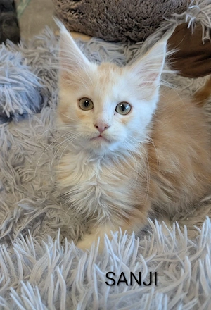 typvolle Maine Coon Kitten  