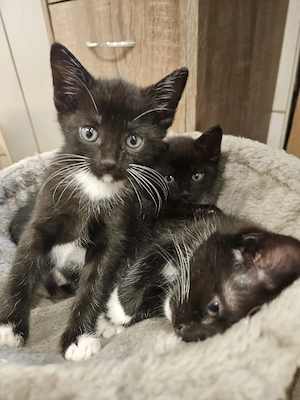 Schwarze Katzenbabys 