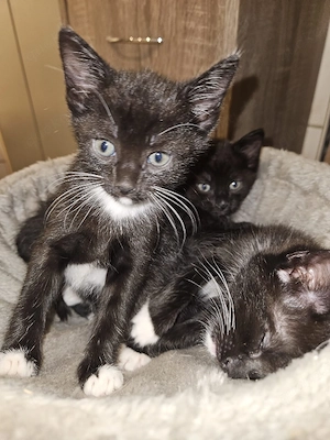 Katzenbabys 