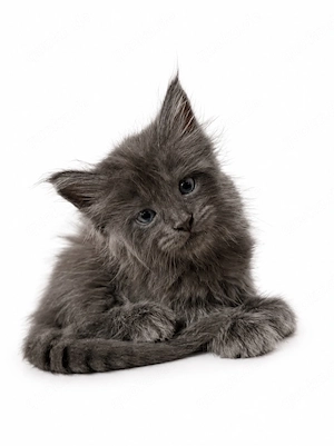 Maine Coon Kitten 