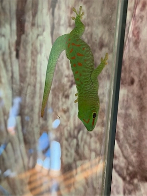 großer Madagaskartaggecko