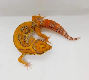1.0 Tangerine Bold Bell Albino Leopardgecko