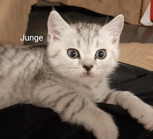 BKH-KITTEN abgabebereit british Kurzhaar
