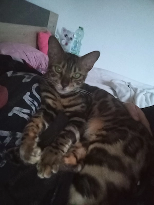 Reinrassiger Bengalkater zu verkaufen 