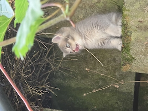 Katzenbaby 